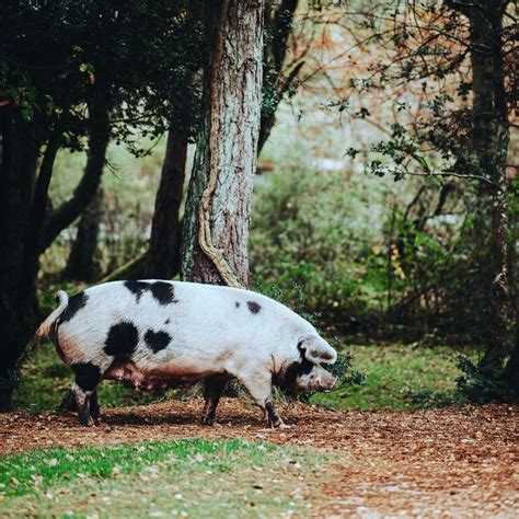 How Do You Choose The Right Pig Breed For Your Homestead And Why Does