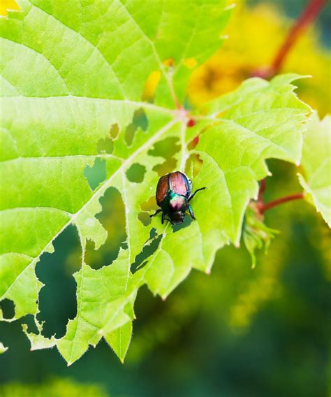 How To Kill Japanese Beetles 3 Expert Tips To Be Rid Of This Plant Pest