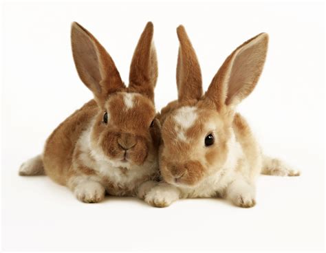 Two Brown And White Baby Rabbits Professional Beauty