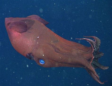 Vampire squid reveal reproductive secrets super deep down ...