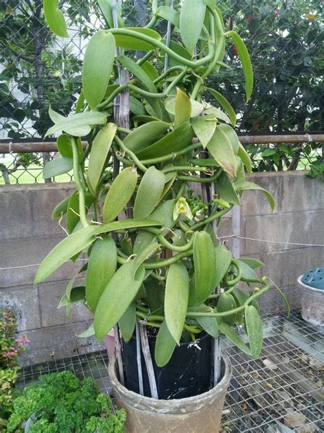 The plant responsible for the vanilla beans used to flavor many desserts and sweets is an orchid, known scientifically as vanilla planifolia. Pin on Things I'm Thankful for
