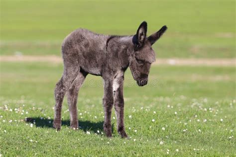 Brown Baby Donkey On Floral Field Stock Image Image Of Cute Field
