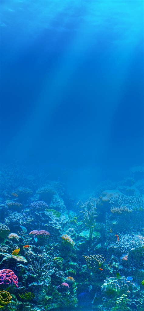 Blue Sea Underwater Sun Rays Fish Coral 1242x2688 Iphone 11 Proxs