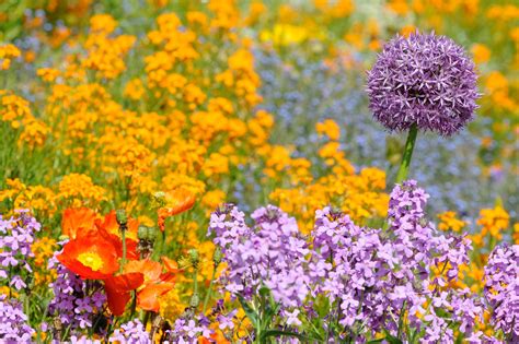 Free Images Nature Blossom Field Meadow Prairie Color Botany