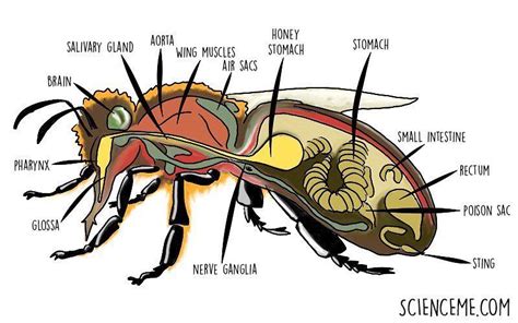 So Glad I Took That Bee Anatomy Class Bees🐝 Beeswax Beesofinstagram