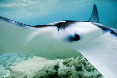 Manta Ray Being Driven To Extinction By Chinese Medicine Demand In
