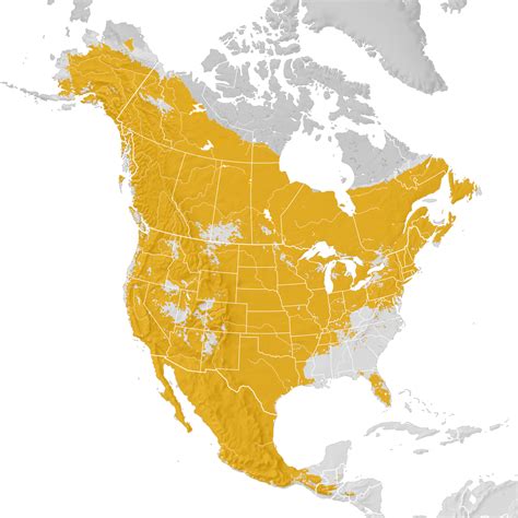 Lincolns Sparrow Range Map Pre Breeding Migration Ebird Status