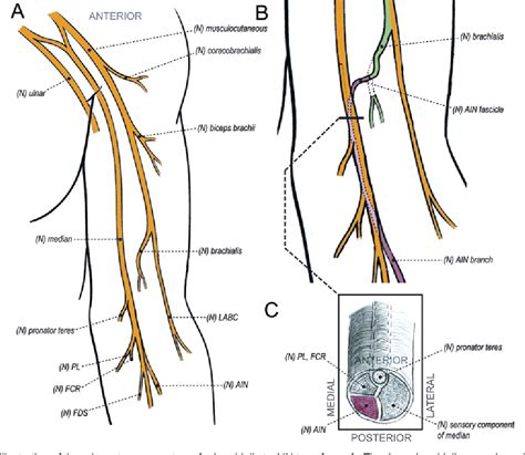 Figure 1 From Clinical Outcomes Following Brachialis To Anterior