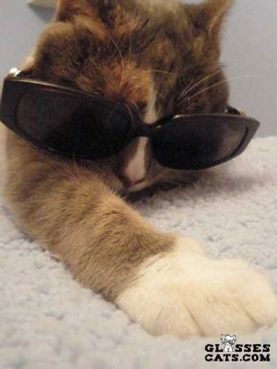 Glasses Cats Cute And Funny Cats Wearing Glasses