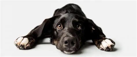 Köpeklerde Epilepsi Nedenleri Ve Tedavisi Petibom