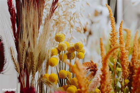 The blooms are a bright, sunshine yellow hue. Closeup of various dried yellow flowers | free image by ...