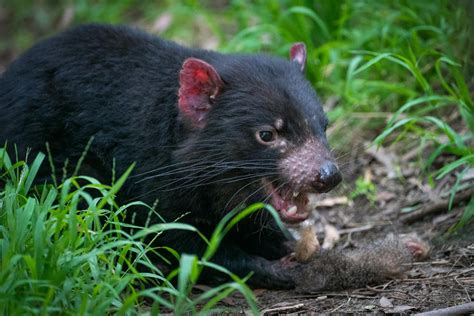 Bones And All See How The Diets Of Tasmanian Devils Can Wear Down