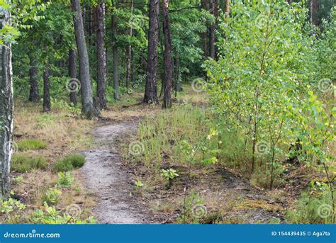 Footpath In Summer Forest Stock Image Image Of Empty 154439435