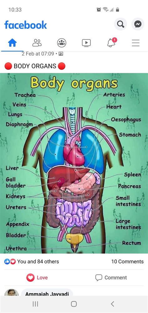 Womens Body Organs Chart