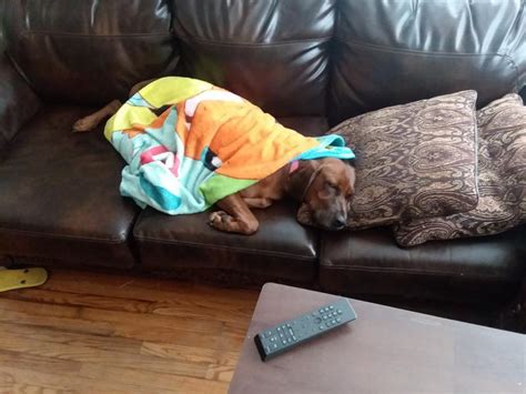 Hbawg homeward bound animal welfare group. Homeward Bound Animal Rescue Reviews and Ratings ...