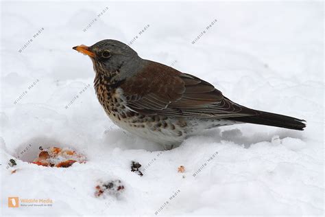 Get inspired by our community of talented artists. Bestellen - Wacholderdrossel (Turdus pilaris) in freier ...