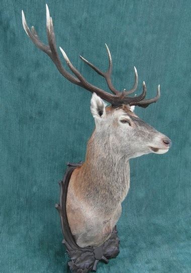 Ultimate Hunting Trophies Red Deer Stag Rut Season Ultimate Hunting