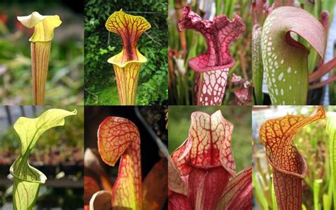 How To Grow Pitcher Plants The Sarracenia Care Guide