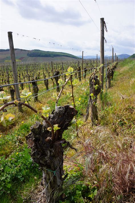 Como todo texto, la obra dramática posee un. Famille Hugel | Bodegas | Alma Vinos Únicos
