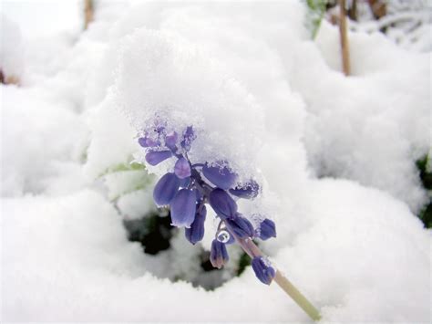Frozen Winter Flower Snow Cold Flower Purple Free Image Peakpx