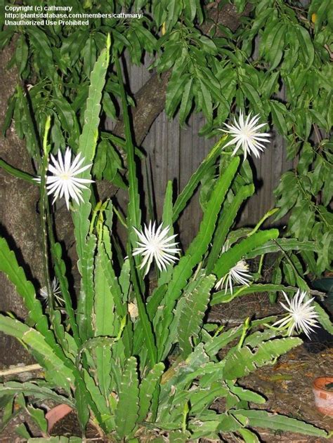 The first looks to be selenicereus grandiflorus, serpent cactus or queen of the night. PlantFiles Pictures: Climbing Cactus, Hooker's Orchid ...