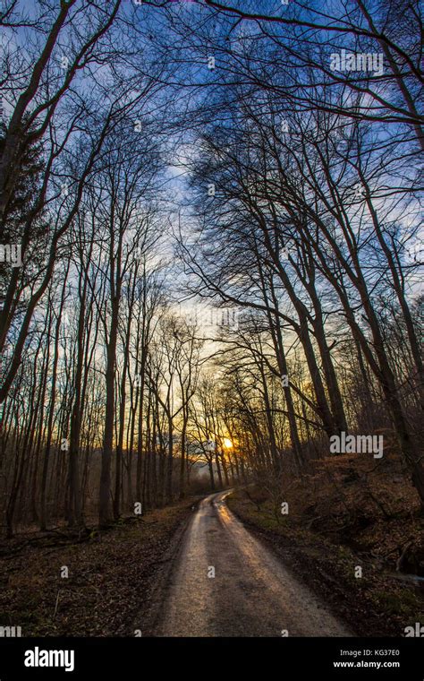 Sunset Mountain Forest Pathway In Late Winter Early Spring Season And