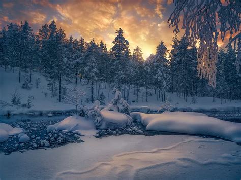 1920x1080px Free Download Hd Wallpaper Winter Forest Snow Trees