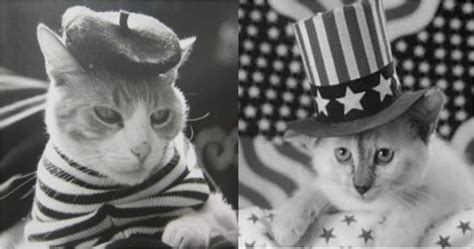 How French Cats See American Cats Cats Vs Cancer