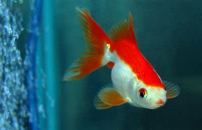 It is commonly kept as a pet in indoor aquariums, and is one of the most popular aquarium fish. Goldfish