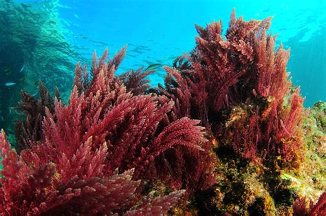 How Algae Is Both Good And Bad For Marine Ecosystems Aquaviews