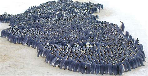 Emperor Penguin Huddle