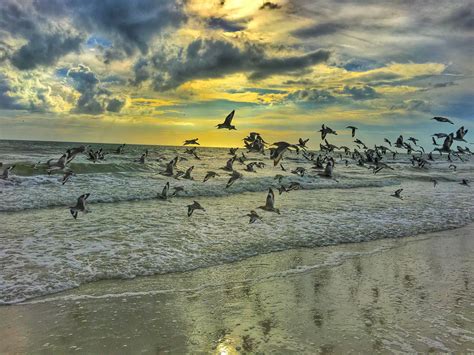 Free Images Beach Coast Water Outdoor Sand Ocean Bird Sky