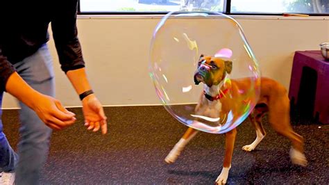 How To Make Edible Bubbles For Dogs Updated September 2022 Wikidoggia