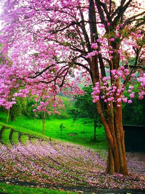 When the rain comes and puts out the fire the forest revives and celebrates the wedding. Flower tree, University of Peradeniya, Sri Lanka ...