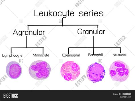 Using deep learning (in keras) to classify leukocytes in the 4 most common classes (eosinophil, lymphocyte, monocyte, neutrophil). Leukocyte Serieswhite Image & Photo (Free Trial) | Bigstock