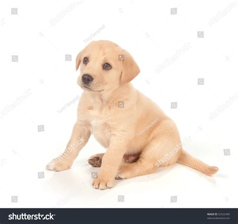 Cute Yellow Labrador Beagle Mix Puppy Stock Photo 52522495 Shutterstock