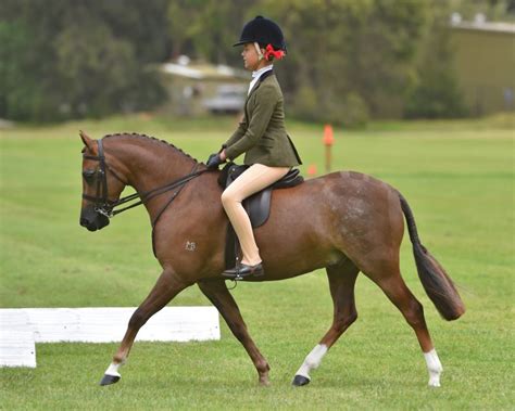 Show Hunter Pony Standard Of Excellence Riding Pony Stud Book Society