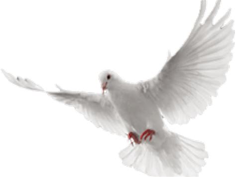Download Hd White Dove Clipart In Flight White Flying Dove Png