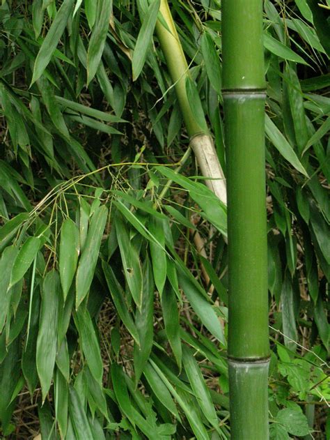Branches Et Rameaux Site De 2bamboo Tout Sur Les Bambous Bamboo