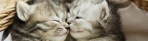 Construction was completed in 1975. Cat Friendly - Orchard Vets