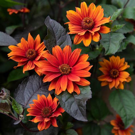 Bleeding Hearts Heliopsis Perennial Fire Red Blooms Gallon Pot