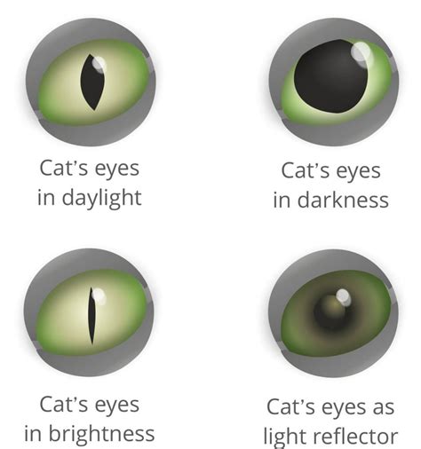 Cats Eyes How Cats See The World Cats Best