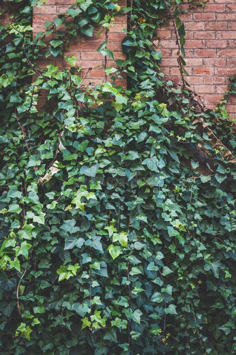 Green Ivy Plant Climbing A Brick Wall Stock Image Image Of Flora