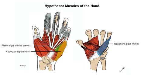 Intrinsic Muscles Of Hand Anatomy Pronator Quadratus