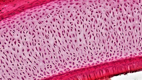 Use your smartphone as a mobile 400× microscope! Fibrocartilage Under Microscope 400x - Micropedia