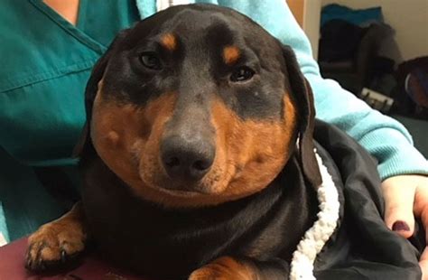 Dachshund Blows Up Like A Balloon After Windpipe Injury