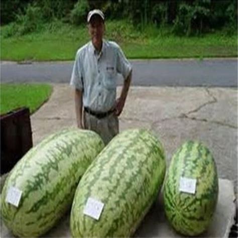 North Carolina Giant Watermelon Huge 200 Lbs 20 Pcs Lot Fruit