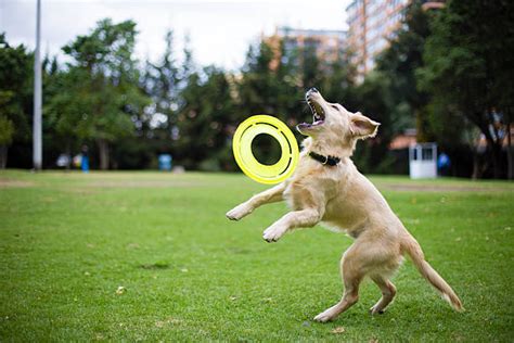 Golden Retriever Dog Jumping After Frisbee Stock Photos Pictures