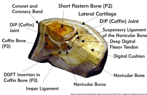 Coffin Bone Anatomy Equine