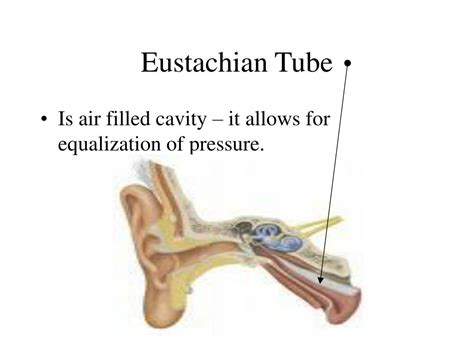 Ppt The Anatomy Of The Ear Powerpoint Presentation Free Download